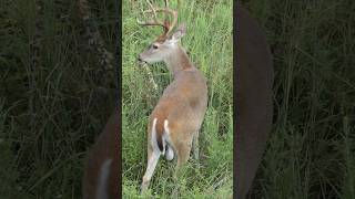 Whitetail buck wags his tail [upl. by Cawley]