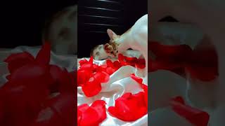 Fazal Bakhsh🐾 quranictranslation quranforeever translationquranandislam viralvideo catlover [upl. by Assirral743]