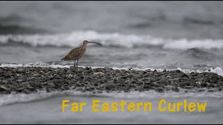 Far Eastern Curlew [upl. by Brian389]