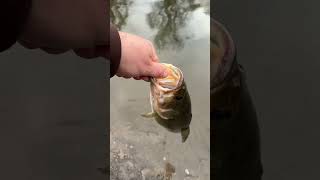 Nice bass  Quick release Des Plaines River fishing Fall [upl. by Ellebyam]