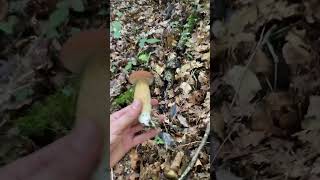 Boletus reticulatus y aereus 2023 boletus mushroom 2023 funghi fungus porcini [upl. by Armington27]