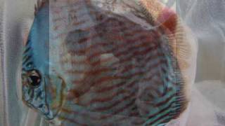 we select in the river our wild discus  Nhamunda Blue [upl. by Nisa]