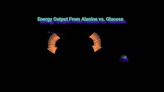 Energy Output From Alanine vs Glucose Metabolism Made Easy [upl. by Iahc]