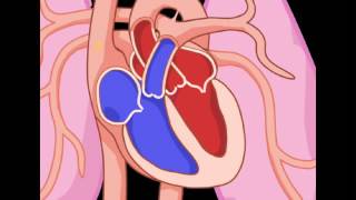 Exploring the Heart The Circulatory System YouTube [upl. by Lamej87]