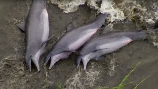 Smart Dolphins Beach their Prey  The Hunt  BBC Earth [upl. by Tremml898]