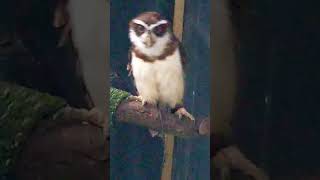 SPECTACLED OWL HOOTS AND WIGGLE DANCE [upl. by Teresina835]