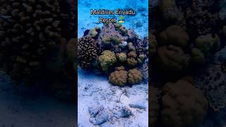 Maldives Eriyadu Resort🏝️  part 2  Snorkeling🤿 shorts malayalam coral reef couplegoals [upl. by Carley]