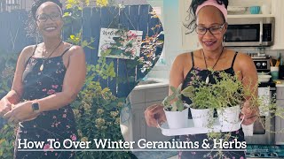 How To Over Winter Plants  2 Ways To Winterize Geraniums Intentional Living [upl. by Chassin]