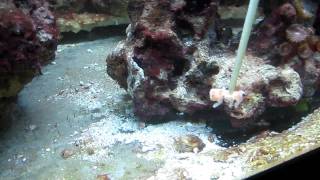 Mantis Shrimp Feeding N wennerae [upl. by Cavil361]