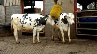 Friesian Dairy Cows [upl. by Boucher509]