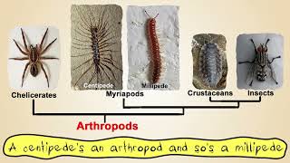 Centipedes and Millipedes by Peter Weatherall [upl. by Sauder]