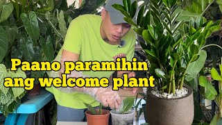 PAANO PARAMIHIN ANG ISANG WELCOME PLANT  lucky plants [upl. by Intirb]