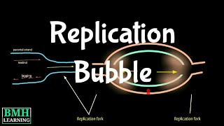 E coli Replication Initiation [upl. by Knox]