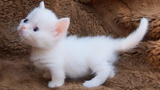 Cutie Pie Kitten Meowing  Baby Cat Sound  Cat Voice [upl. by Constancy]