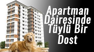 APARTMAN DAÄ°RESÄ°NDE KÃ–PEK BESLERSEK NE OLUR  GOLDEN RETRÄ°EVER BAKIMI [upl. by Dugas488]