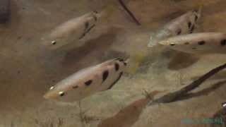 Banded archerfish  Toxotes jaculatrix [upl. by Ajtak]