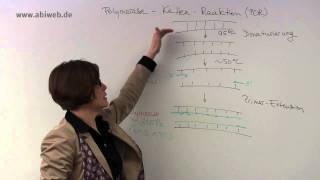 Polymerase Kettenreaktion  Abitur Biologie [upl. by Minsk315]