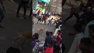 DOG race Kolhapur 17  shorts short trending status dog doglover greyhound doglovers [upl. by Lavelle505]