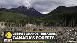 WION Climate Tracker  Climate change threatens Canadas forests  World English News  WION [upl. by Hinze]