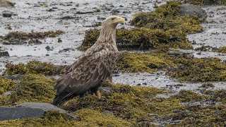 Birding Finland and Varanger 39 Varanger Fjord Ekkerøy 1 [upl. by Vivyanne]