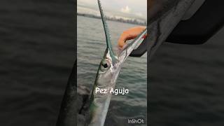 Pez aguja needlefish pesca fishingvideo panama pescando pescadeorilla [upl. by Lerat]