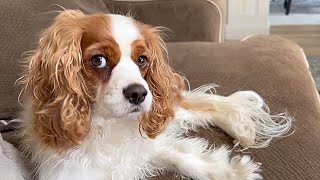 MY CAVAPOO SEES AN ECLIPSE WHAT DOES HE THINK [upl. by Ahseihs]