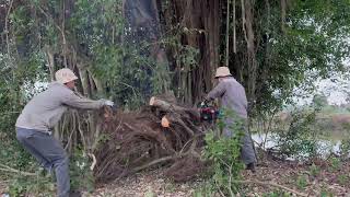 Cleanup Overgrown Removing trees that have been neglected for 50 years is dangerous [upl. by Earesed]