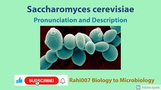 Saccharomyces cerevisiae YoutubeShorts [upl. by Iago883]