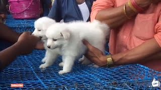 BEST QUALITY WHITE POMERANIAN DOG GALIFF STREET PET MARKET IN KOLKATA [upl. by Marvin]