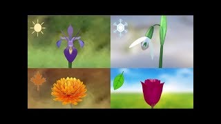 Photoperiodic Flowering  Part 1 [upl. by Varuag]