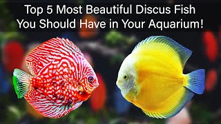 Top 5 Most Beautiful Discus Fish You Should Have in Your Aquarium [upl. by Joshia272]