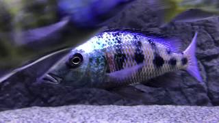 Fossorochromis Rostratus after water change [upl. by Siderf638]