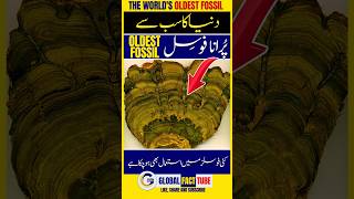 Fact 18 The Worlds Oldest Fossil facts latest 1million [upl. by Ellenrahc]