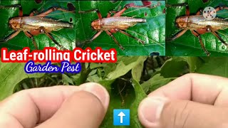 LEAFROLLING CRICKET Garden Pest [upl. by Asor]