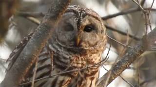 BARRED OWL HOOTING IN WOODS THIS MORNING [upl. by Banwell637]