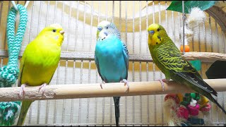 35 Hr Help Quiet Parakeets Sing by Playing This Budgies Chirping Help Depressed lonely sad Birds [upl. by Ahsinyar581]