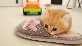 The Hilarious Playtime of Mom Cat amp Her Adorable Kittens [upl. by Atikam]