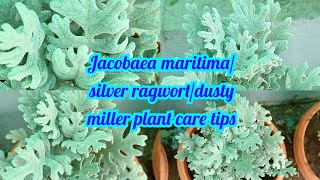 Jacobaea maritimasilver ragwortdusty miller plant careplant care tips [upl. by Leddy]