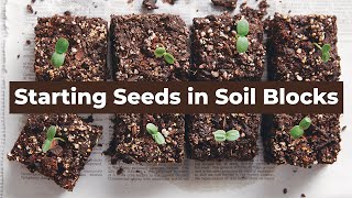 🌱 Starting Seeds in Soil Blocks 🌱 [upl. by Hembree]