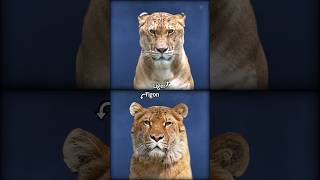 Liger or Tigon shorts factinhindi factmines [upl. by Adnim278]