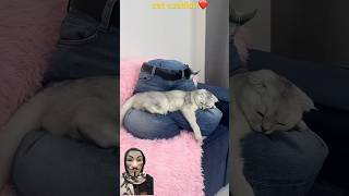 Cat cushion❤️cats cat animals shots [upl. by Bussy304]