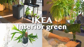 【インテリア】IKEAで観葉植物をオシャレに飾る４つのポイント  インテリアグリーン  観葉植物のある暮らし [upl. by Ellac]