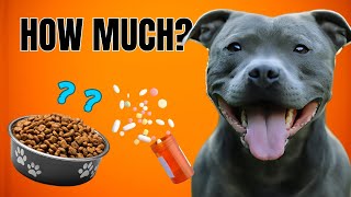 How Much Does It Take To Maintain A Dog Staffy [upl. by Joachim583]