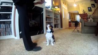 Sammie5 Month Old Cavalier King Charles Spaniel Shows Off Tricks [upl. by Leuqim535]