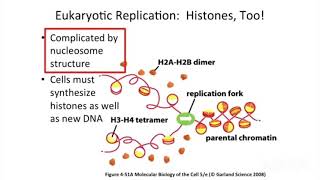 Eukaryotic replication  Histone [upl. by Byram546]