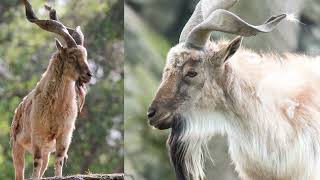 Worlds Weirdest Animals  Markhor [upl. by Anirtik281]