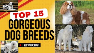 15 Most Gorgeous Dog Breeds Ever [upl. by Yarezed]