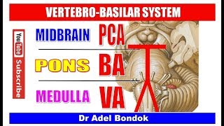 Vertebrobasilar System Dr Adel Bondok [upl. by Cori]