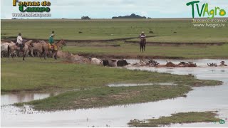 Trabajo de Invierno en los Llanos orientales Ganadería extensiva  TvAgro por Juan Gonzalo Angel [upl. by Matlick]