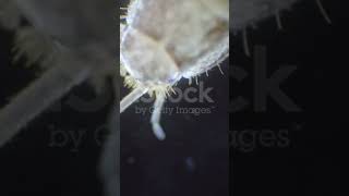 Silverfish Lepisma saccharina belongs to Class Insecta not fishes They are wingless [upl. by Cutter450]